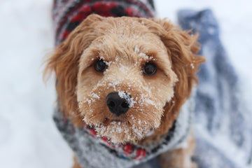 How to Keep Your Dog Warm and Safe in Cold Weather
