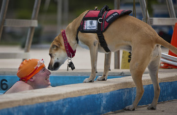 Service dog by pool
