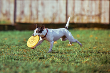 dog running with frisbee