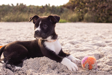 dog playing with ball in the sand