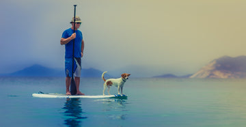 Dog on paddle board