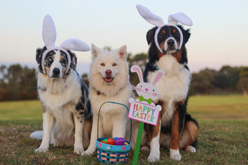 dogs dressed as easter bunnies with an easter basket, easter eggs, and Happy Easter sign