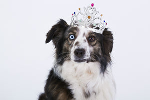 Dog with crown
