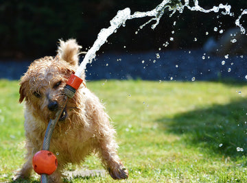 dog playing with hose