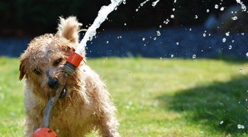 dog playing with hose