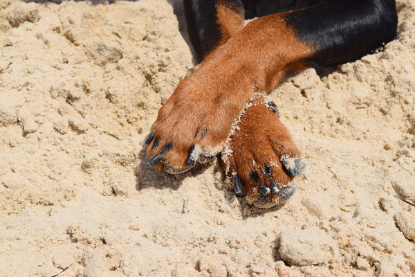 Dog paws on beach