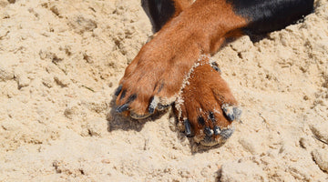 Dog paws on beach