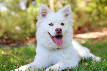 Husky Smiling