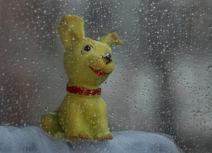 dog toy in the rain