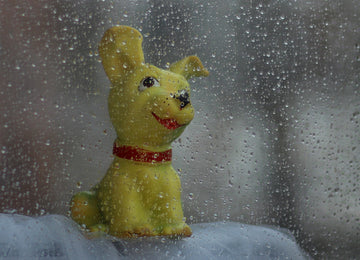 dog toy in the rain