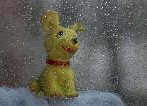 dog toy in the rain