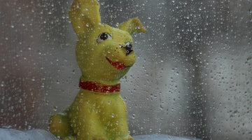 dog toy in the rain