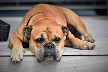 dog resting