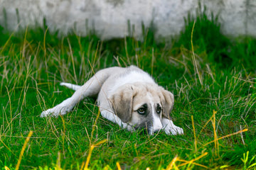 Dog resting in the grass