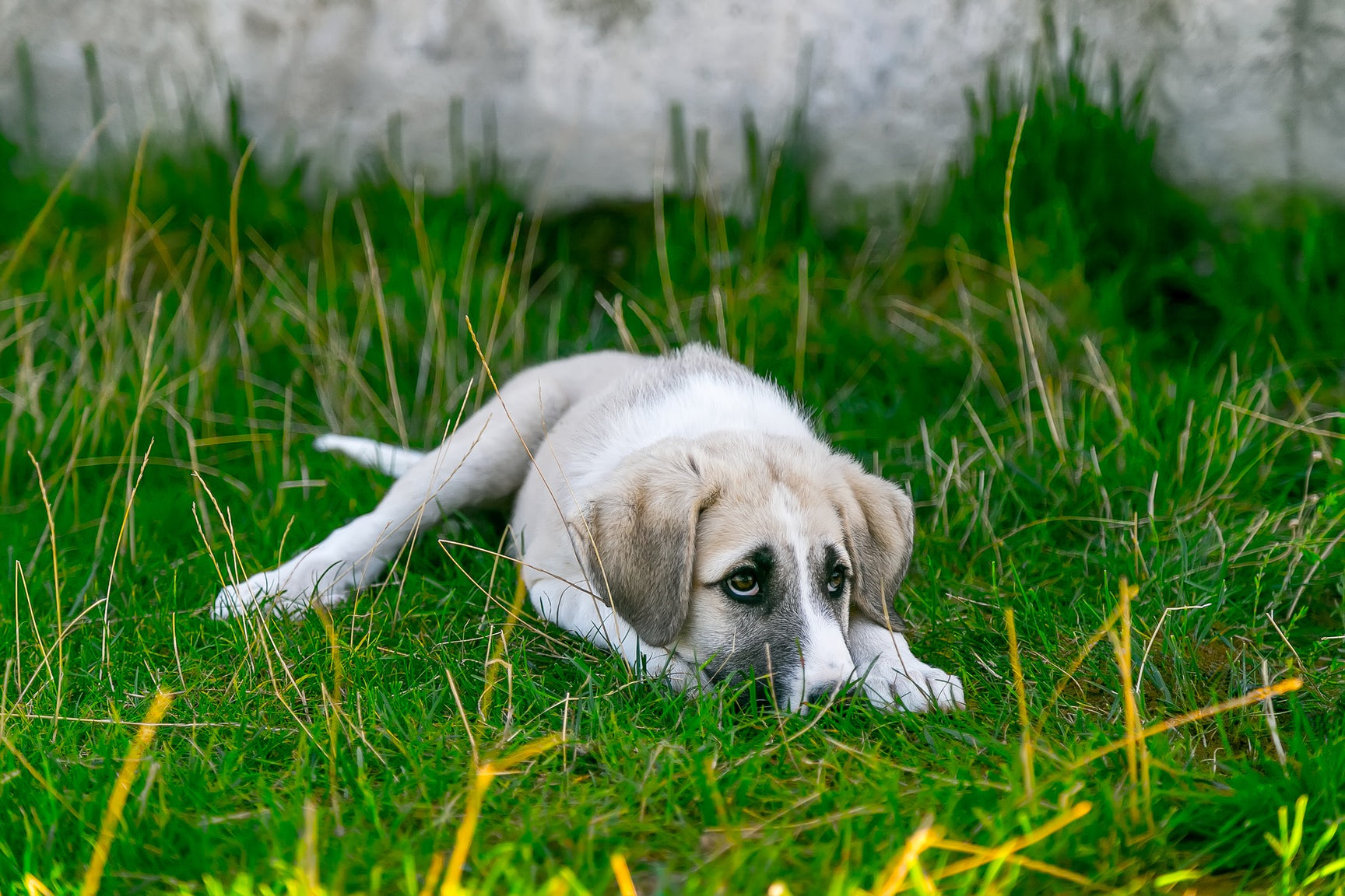 how-to-ease-dogs-with-separation-anxiety-the-woof-warehouse