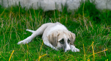 Dog resting in the grass