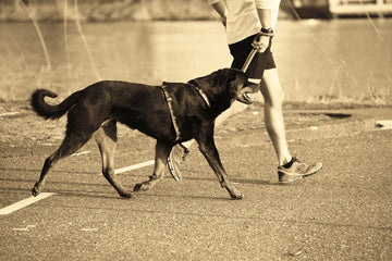5 Fun Ways to Get Fit with Your Dog that Doesn't Require Running a Marathon