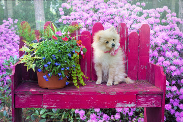 Dog sat on a pink seat