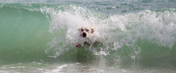 Dog surfing