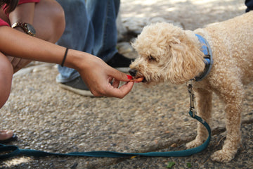 dog getting a treat