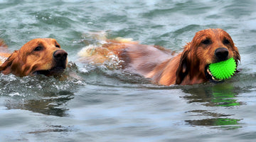 Dogs swimming