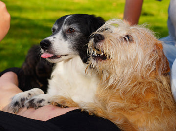 dogs waiting for treats