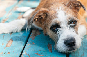 Myths and Misconceptions of Shelter Dogs