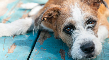 Myths and Misconceptions of Shelter Dogs