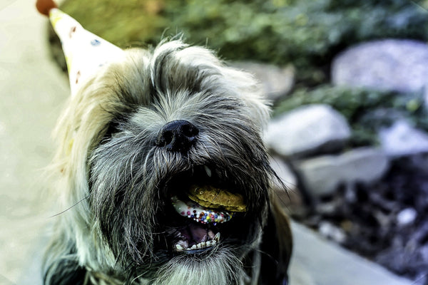 Dog eating a doggie cake