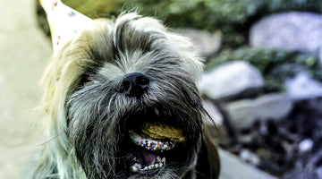 Dog eating a doggie cake