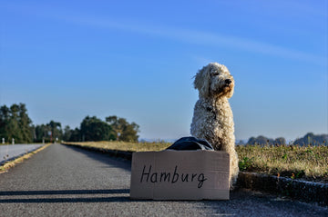 Dog travelling