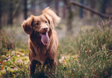 dog walking through grass