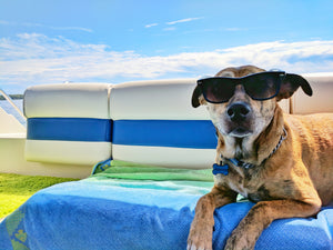Dog with shades