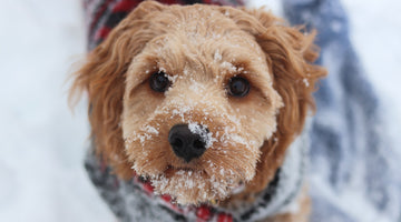 How to Keep Your Dog Warm and Safe in Cold Weather
