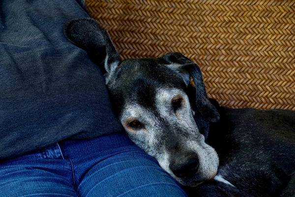 Dog sleeping next to human