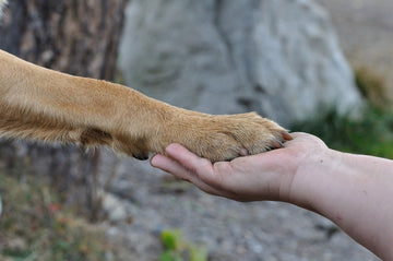 Dog highfiving human