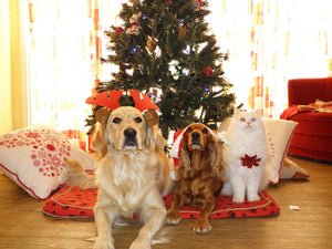 Dogs and cat sat by Christmas tree