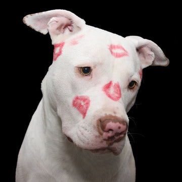 Dog with kisses on