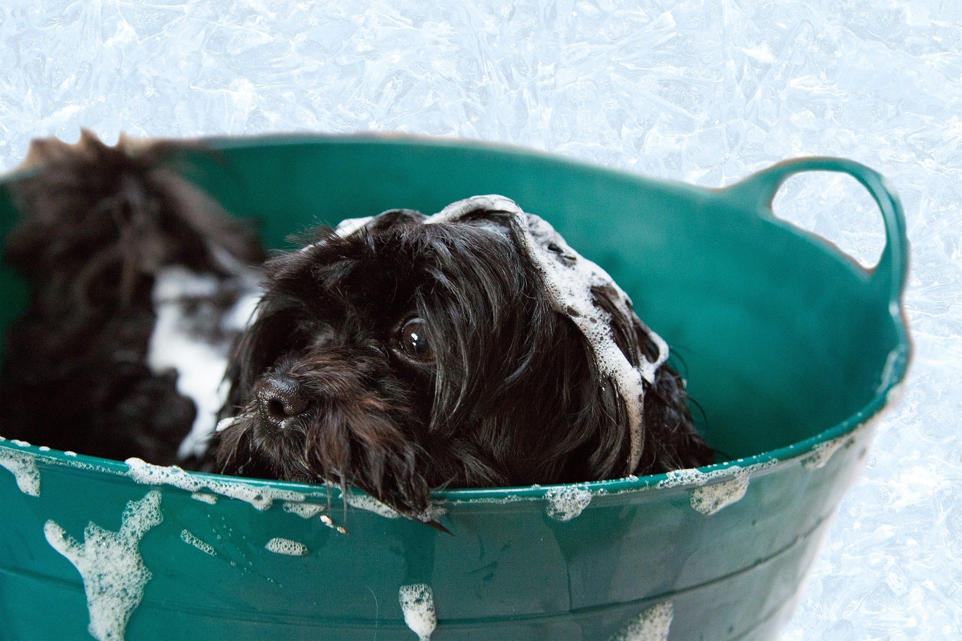 What happens if you wash your dog with human cheap shampoo