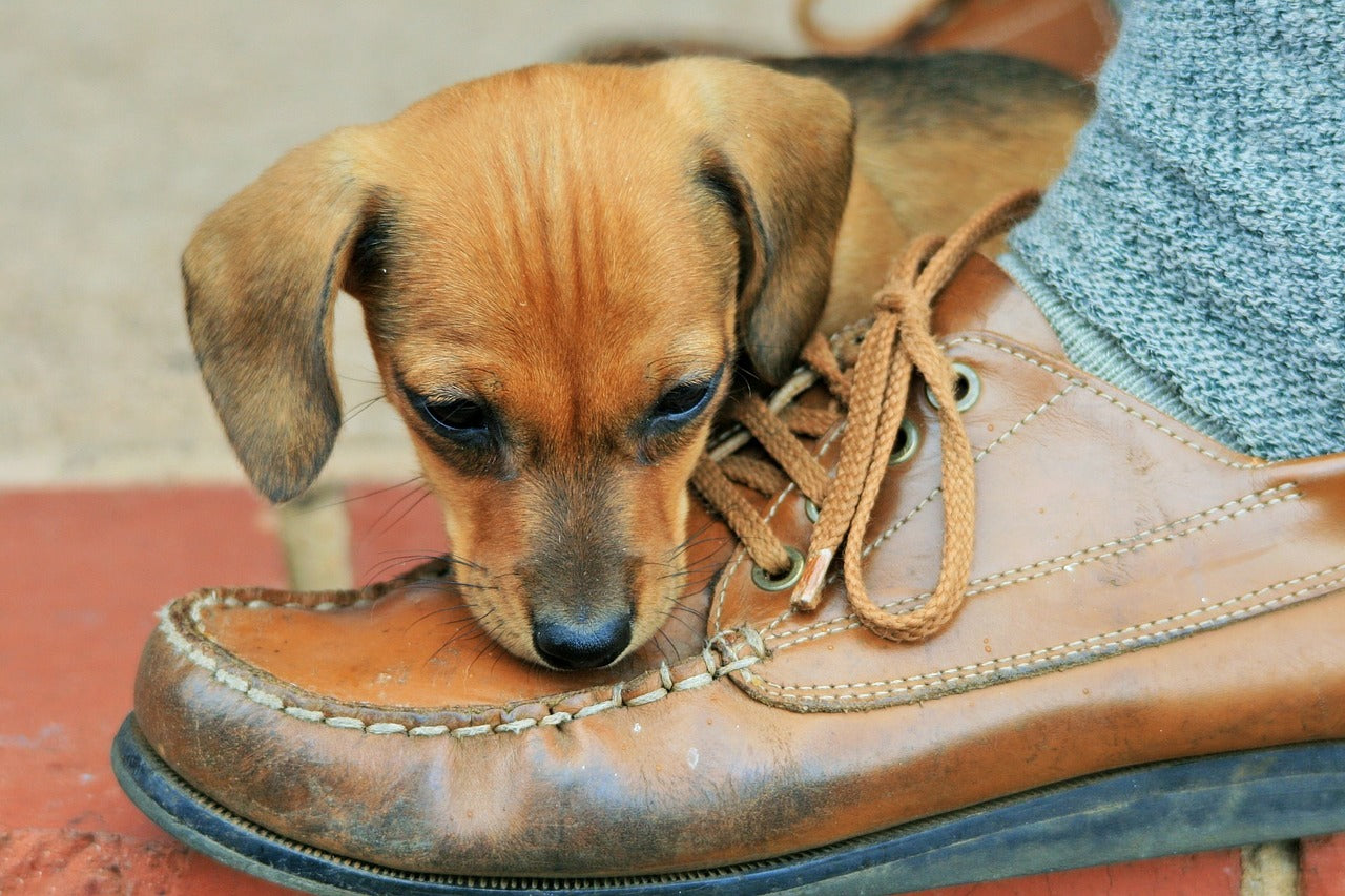 How to get a dog to stop chewing on shoes best sale