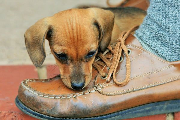 Dog chewing shoe