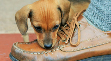 Dog chewing shoe