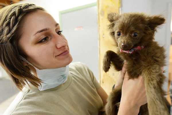 Dog at the vet