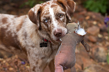 Dog chewing toy