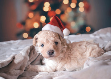 puppy in santa hat on a cozy bed