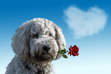 Dog with a rose
