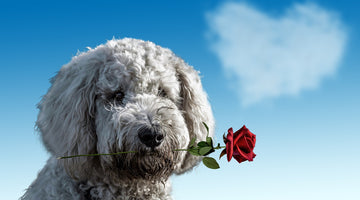 Dog with a rose
