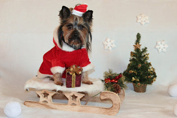 Dog wearing christmas attire