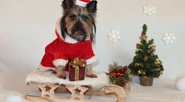 Dog wearing christmas attire