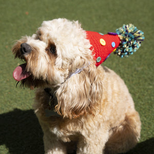 Dog wearing party hat